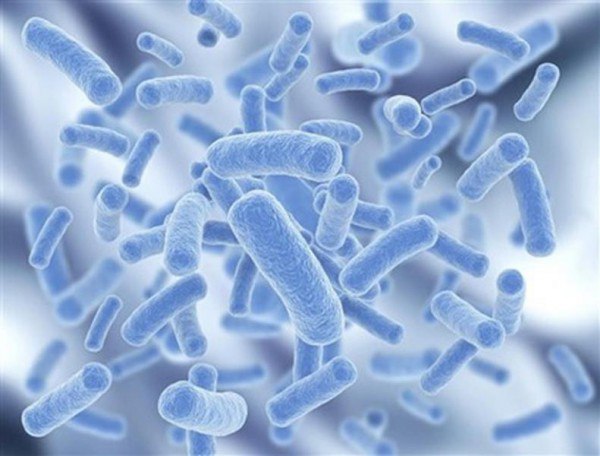 Роль железных бактерий, распространяющихся в воде