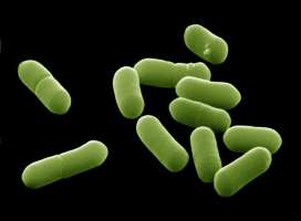 Ученые выявили что со временем бактерии становятся все устойчивее.
